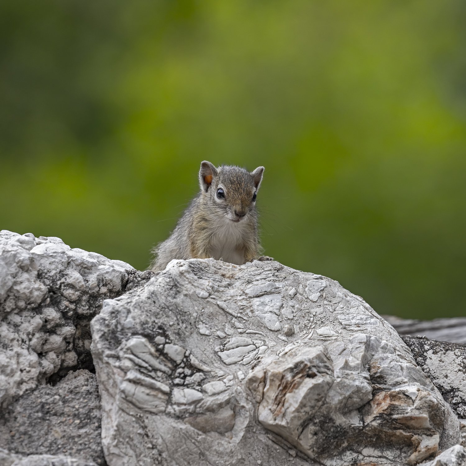 Squirrel Namibia
