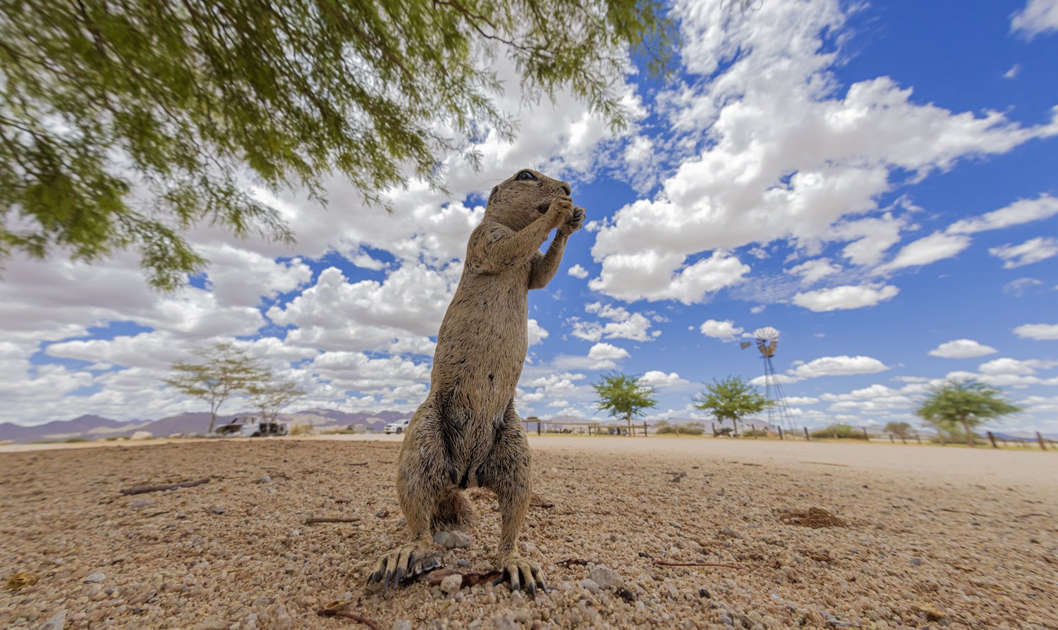 Ground Squirrel, Gas station, Namibia
