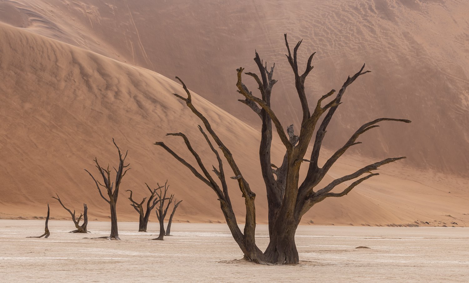 Dead Vlei, Sand and Trees