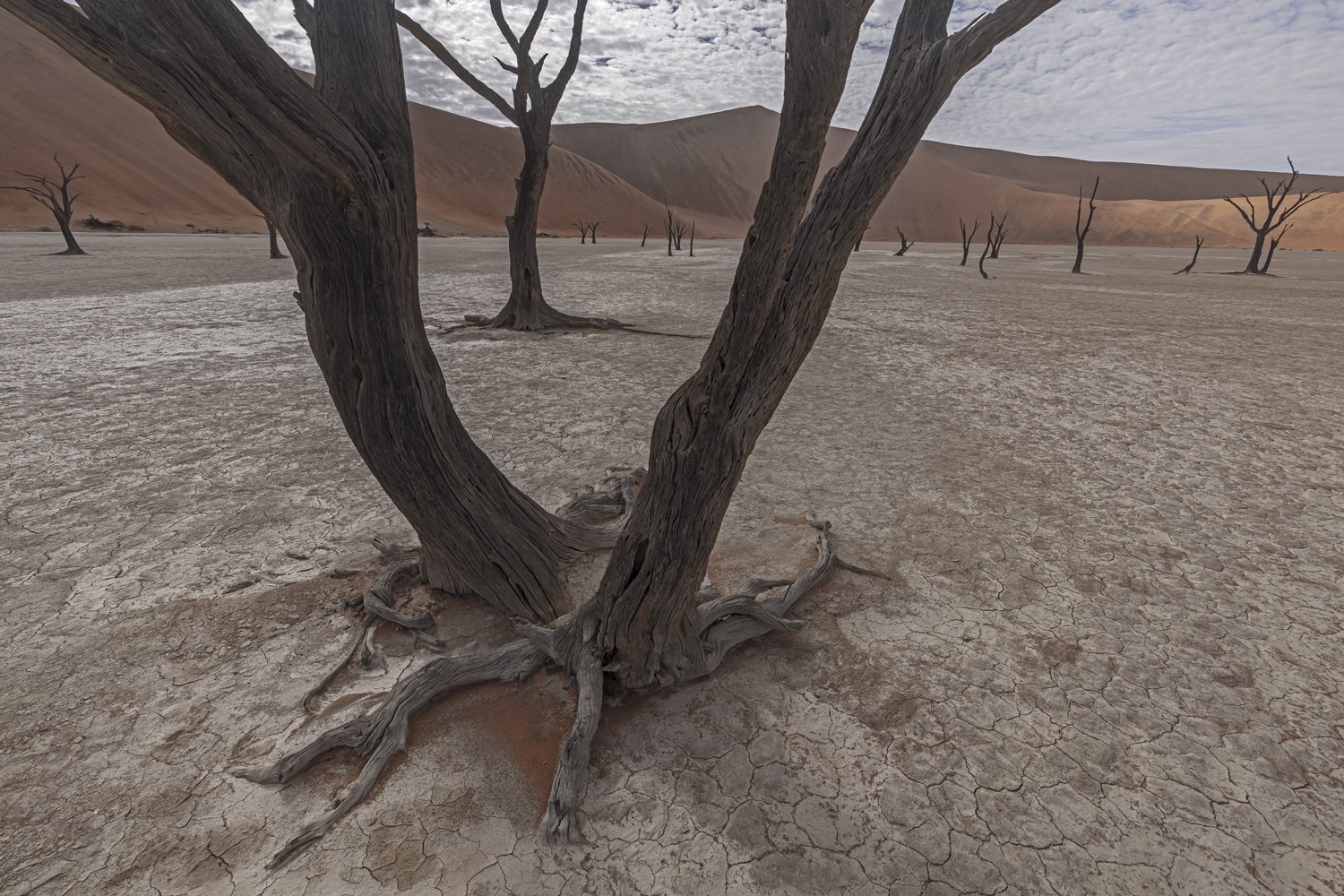 Dead Vlei, Rooted in Time