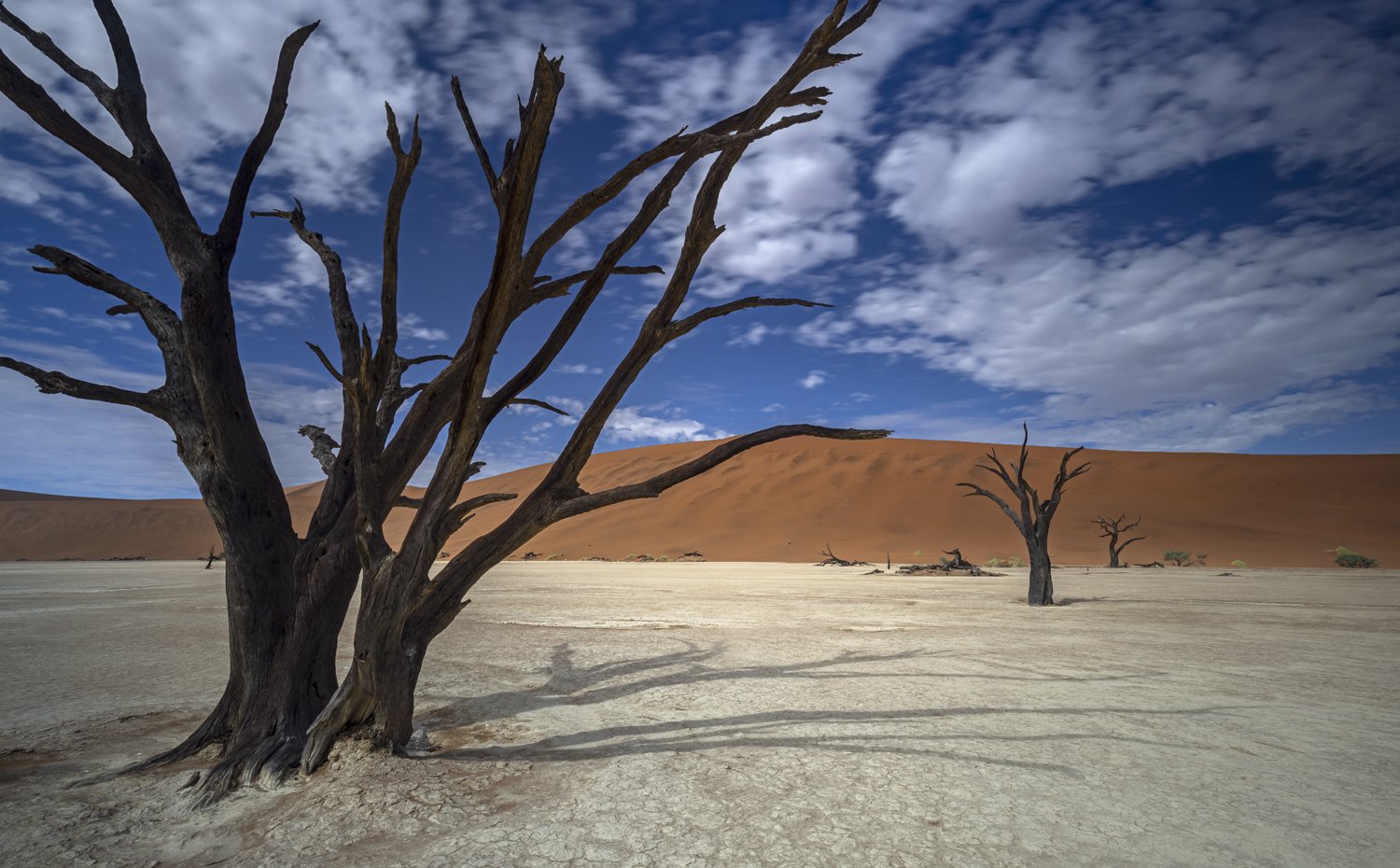 Dead Vlei, Shadow Tree