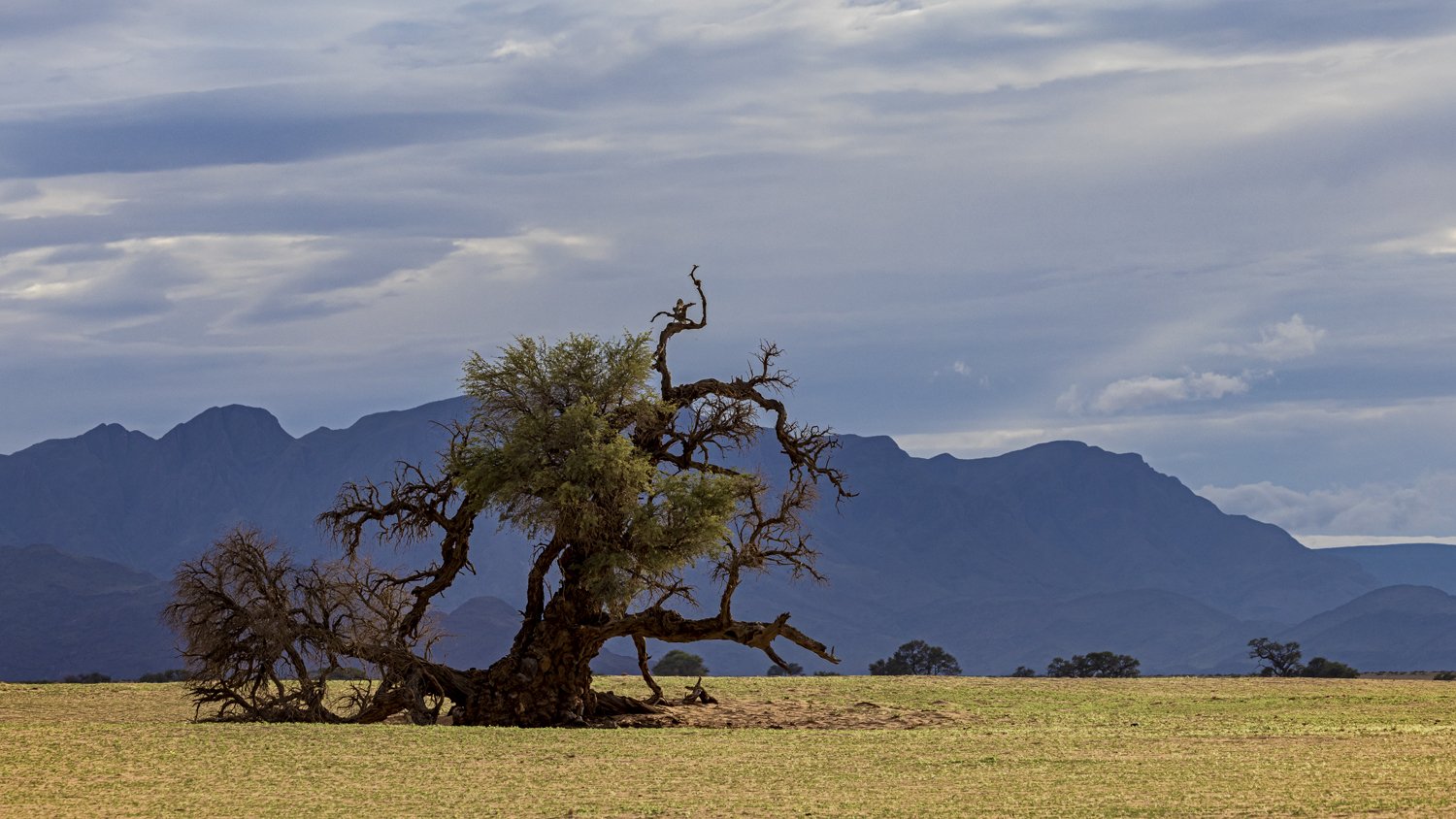 Desert Tree