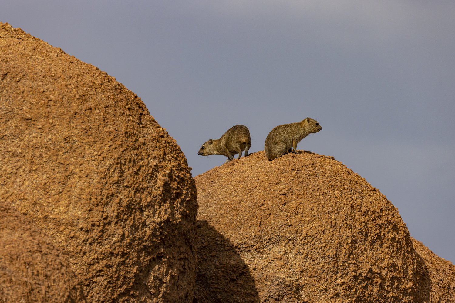 Hyrax Rocks
