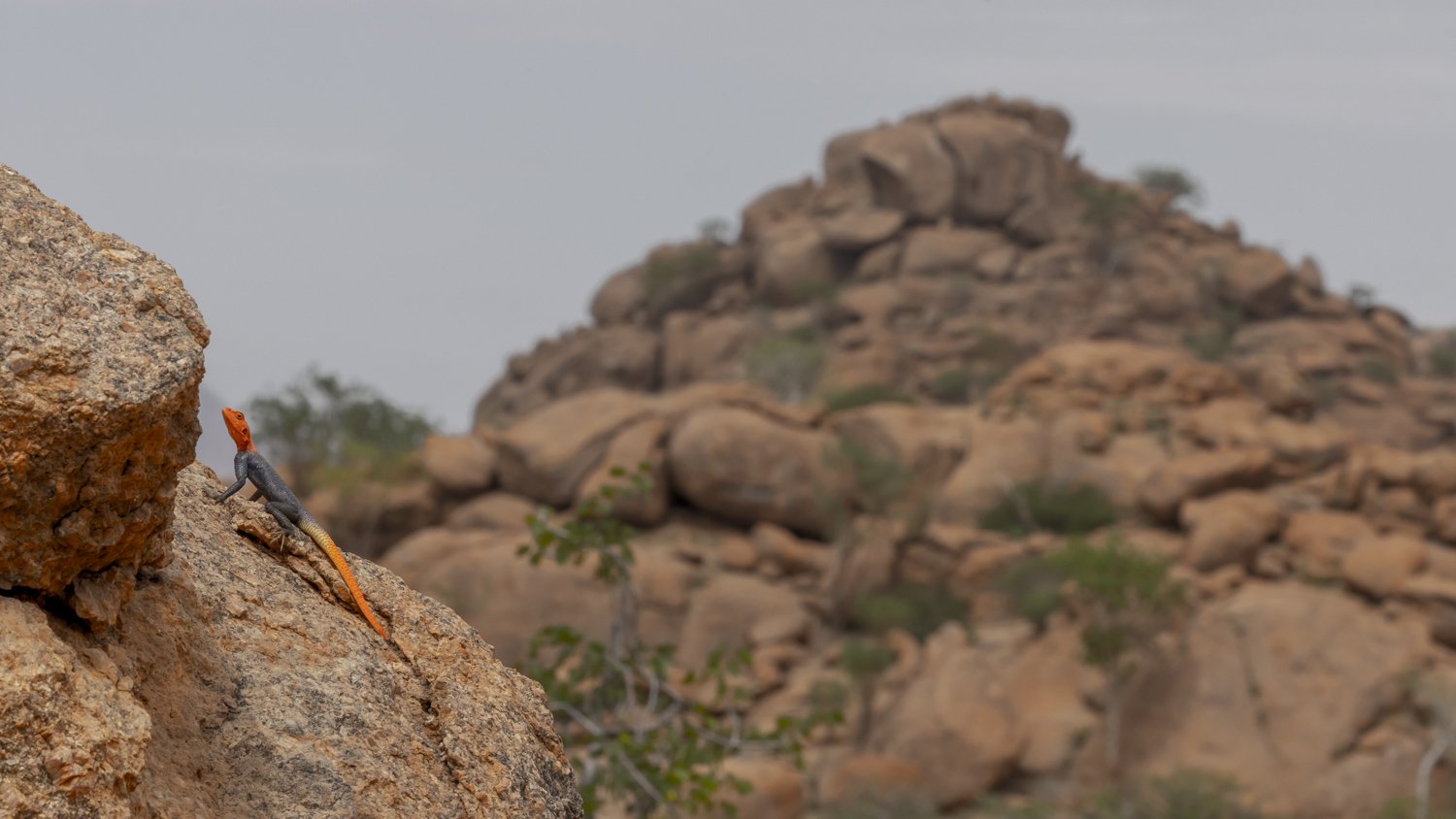 Agama Habitat