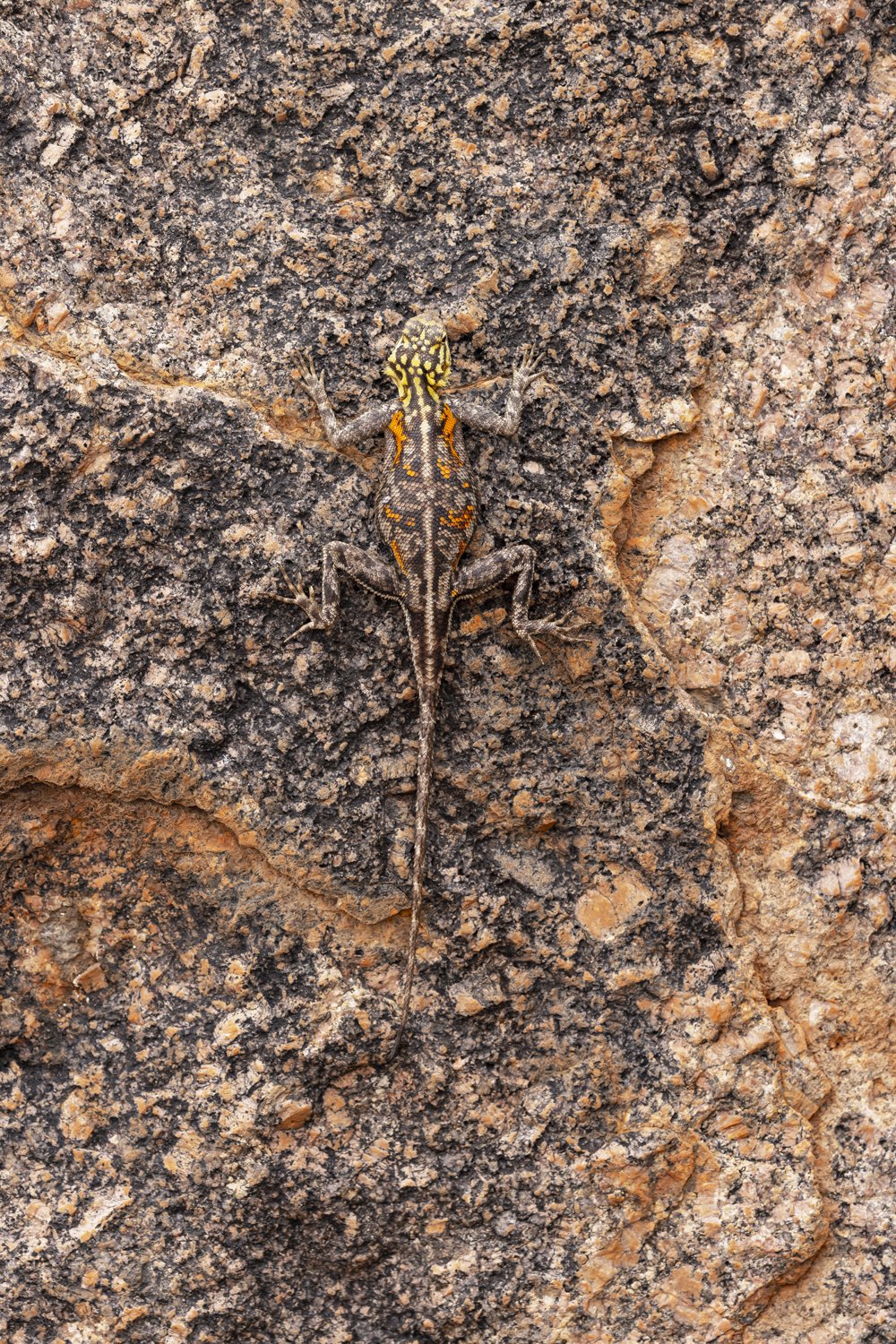 Female Rock Agama