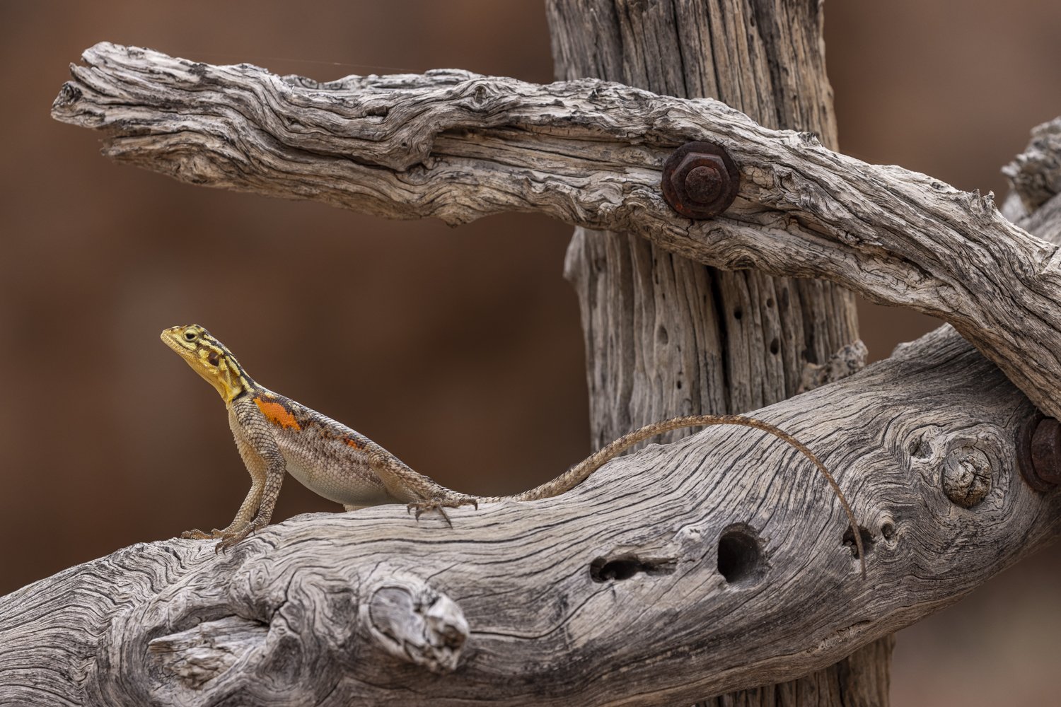 Agama Pose