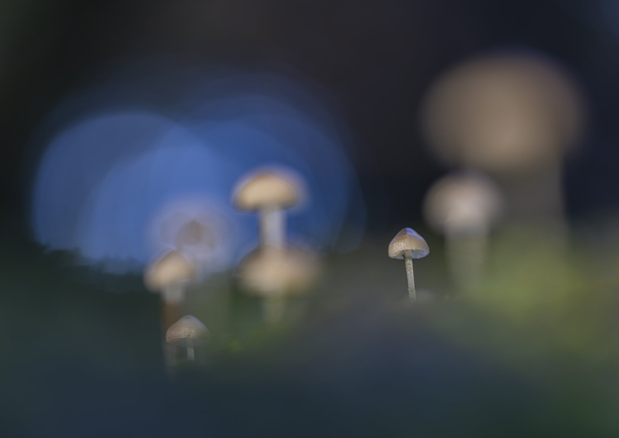 7K0A2593-2ps3crop.jpg