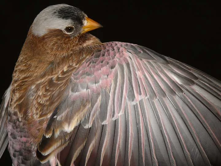 Adult male grey-crowned rosy finch, photo by Steve Fettig.