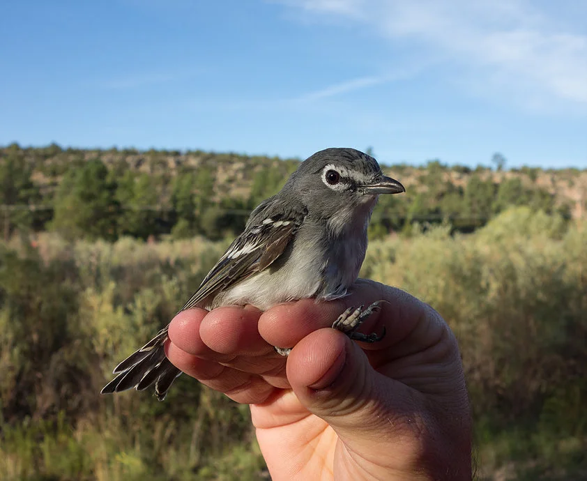 Photo is a Plumbeous vireo ( Vireo plumbeus ) taken by C. Hathcock, one of the co-authors.