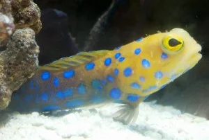 blue_spot_jawfish-300x202.jpg