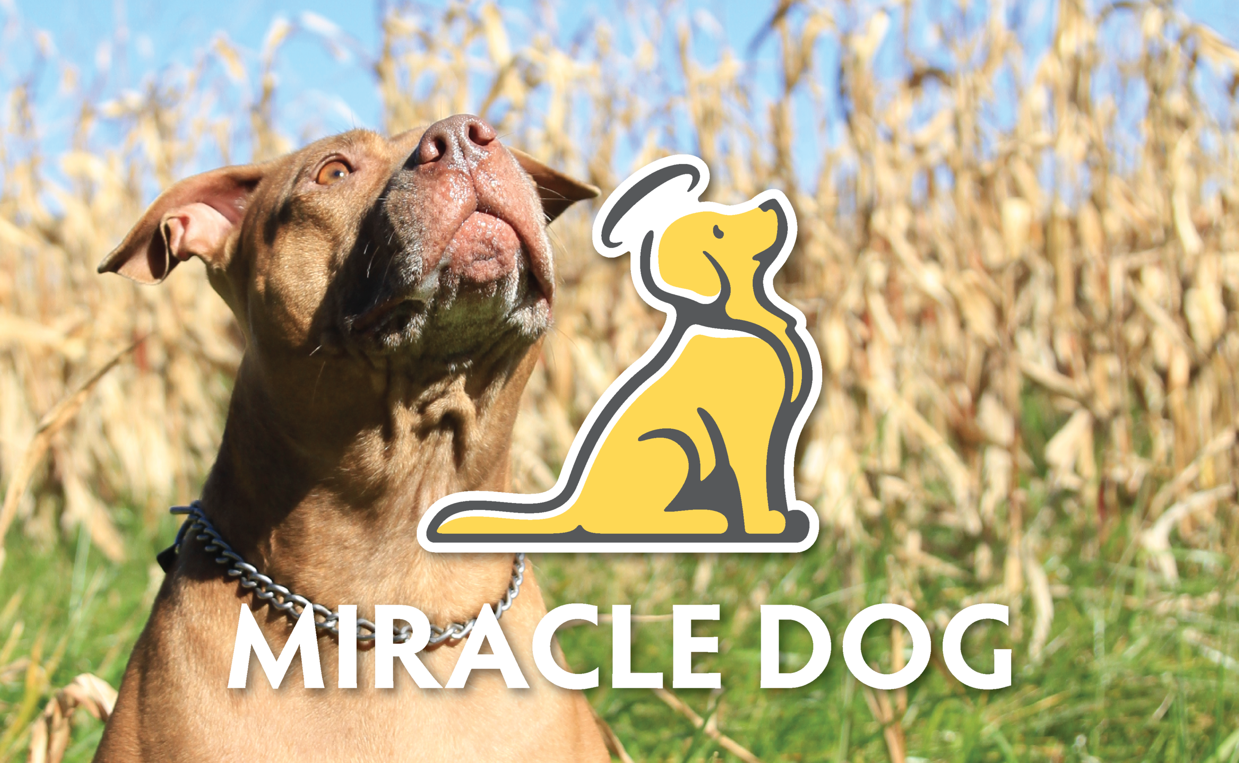 miracledog-01.png