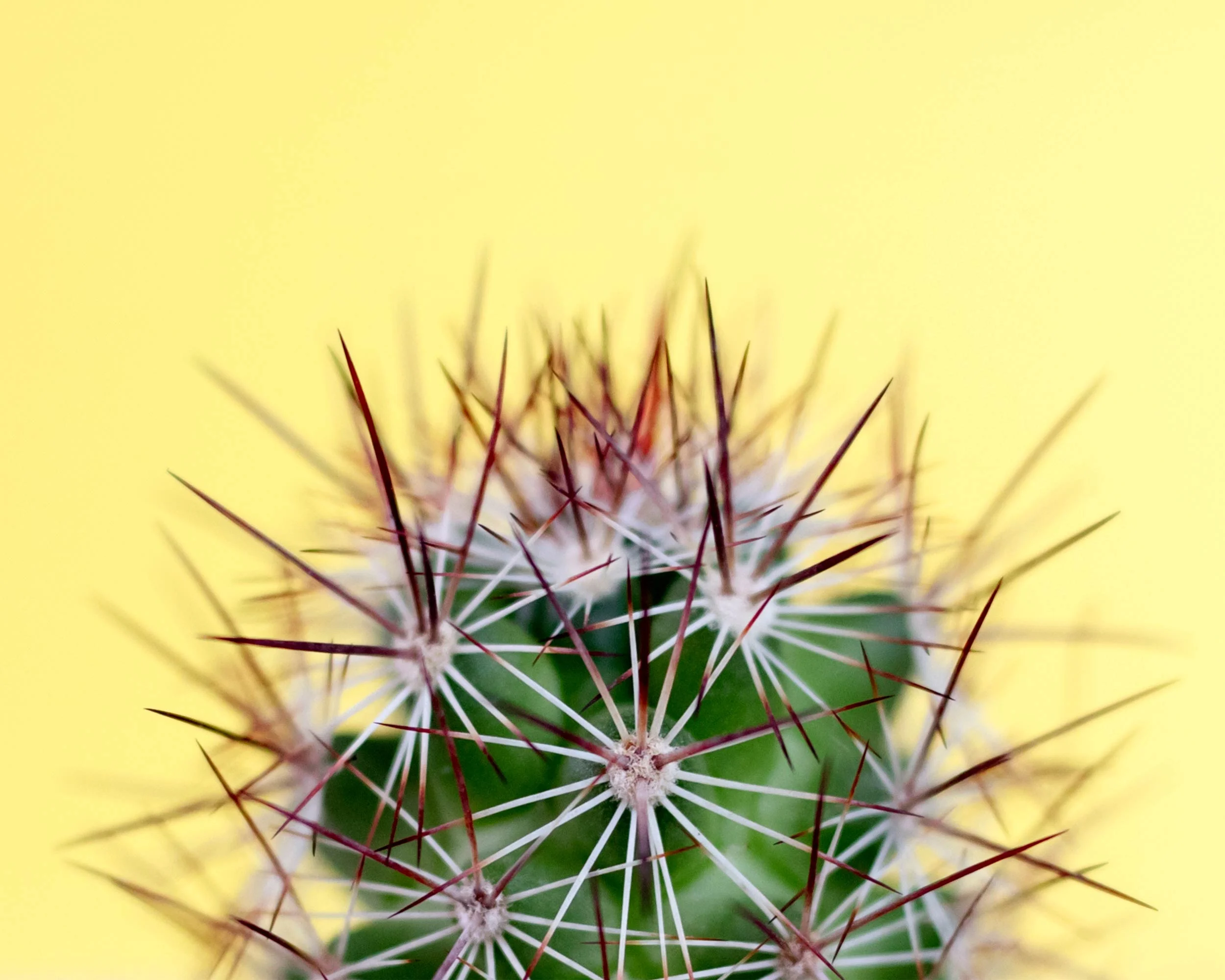 Macias_Jensen_Cactus.jpg