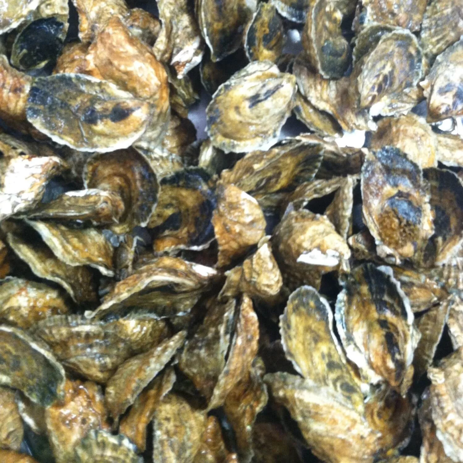 Saving the Wellfleet Oyster