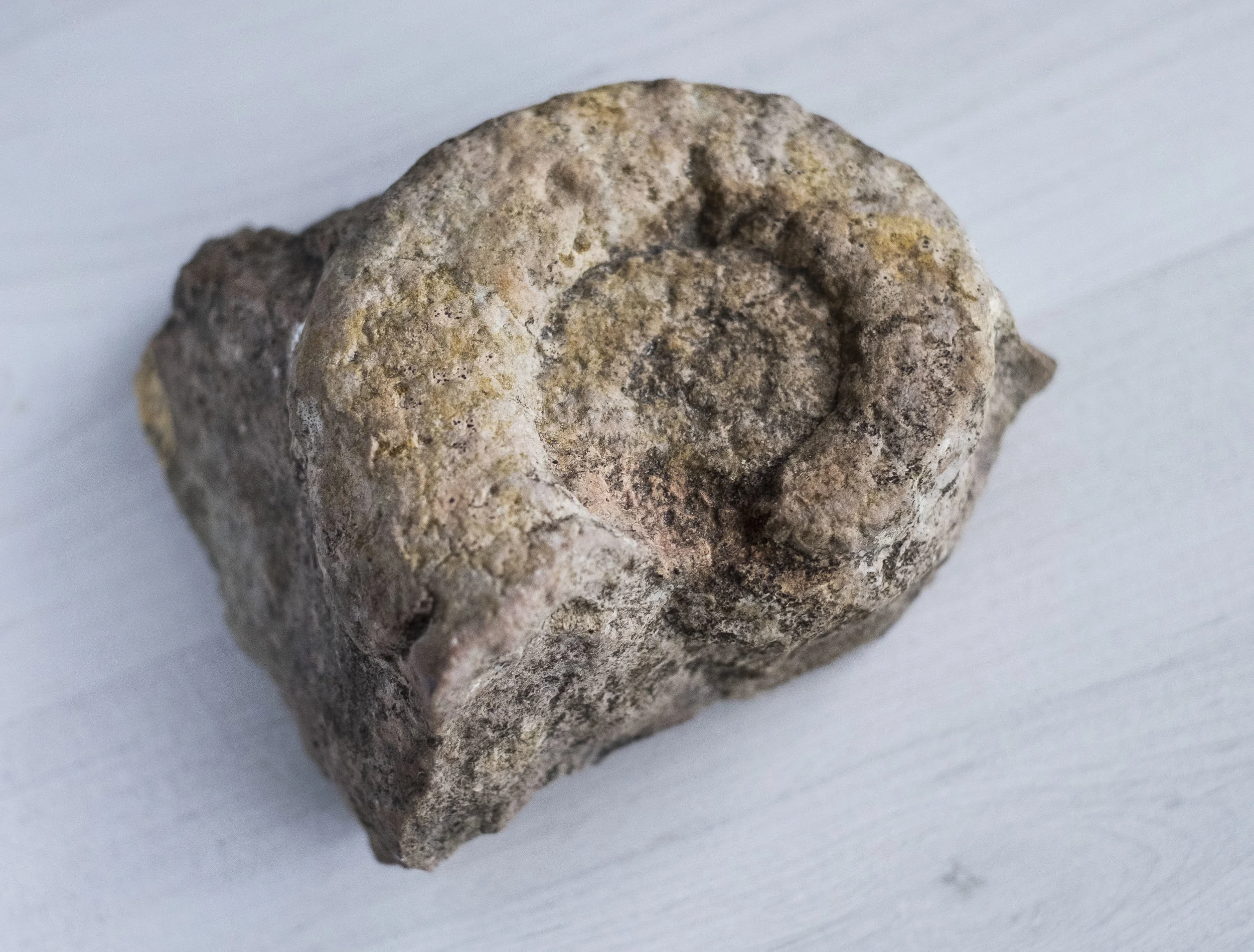 Our Inner Fish, How We Carry the History of Evolution Within Our Bodies