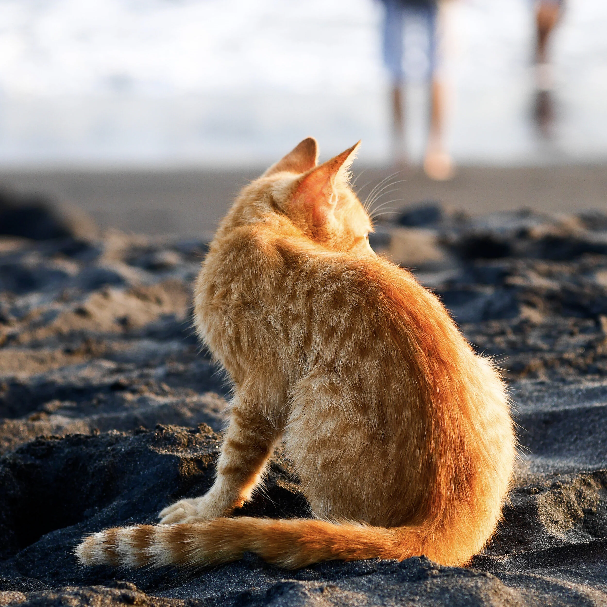 Coivd, Cape Cod, and the Housing Crisis