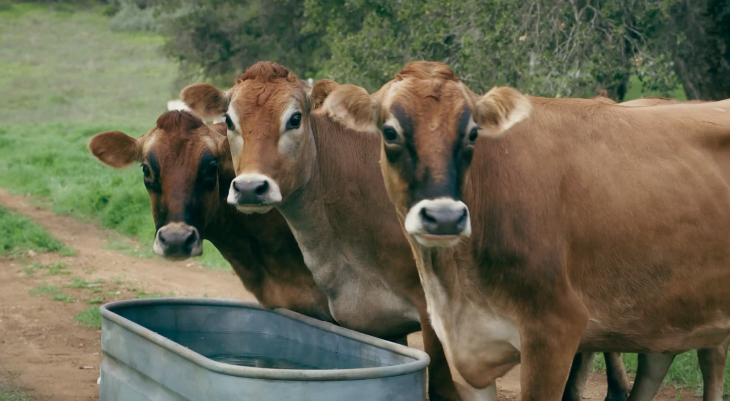 promiseland_dairy_gossip.png