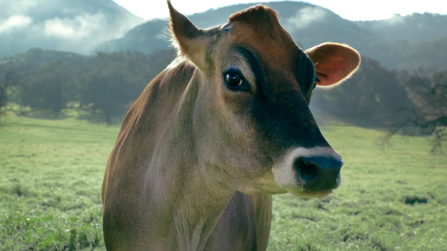promiseland_dairy_vegan.png