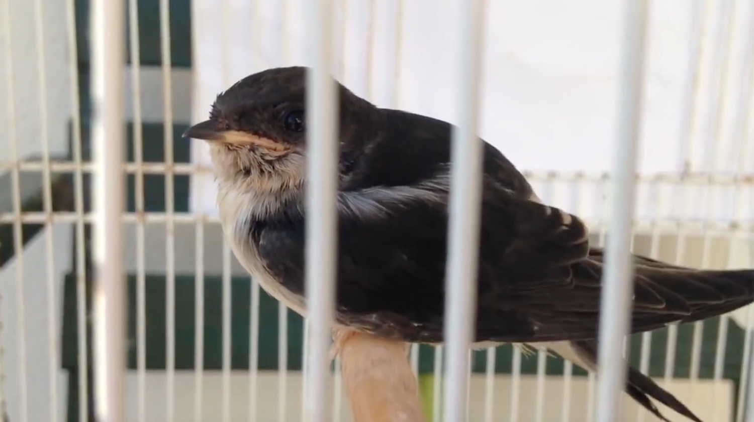texas_wes_bird.png