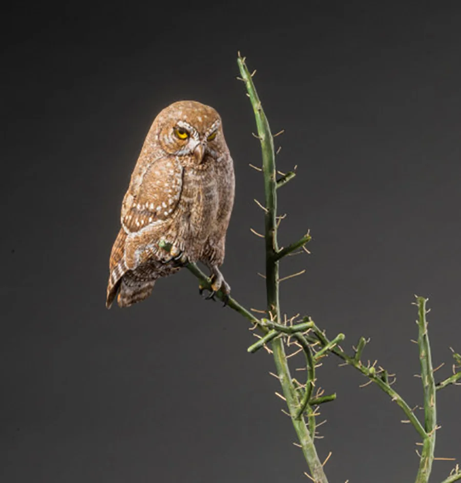 Ronnie-Zint-Elf-Owl-2017-768x1150 copy.jpg