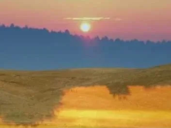 Alison Faith Levy - California Golden Glow