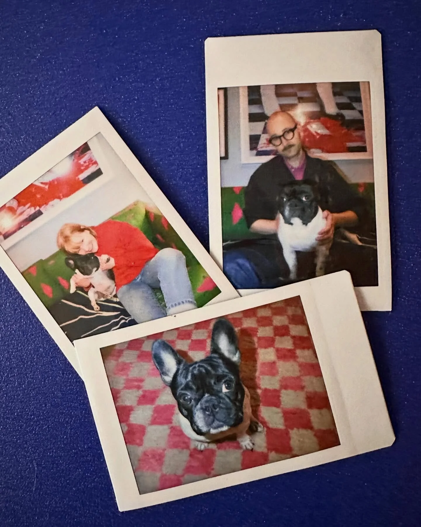 Our sweetest Reggie turned 2 this week. Current obsessions: chasing plastic bags, dive bombing his way under the covers, morning couch time with @willyesque, playing with Mr. Sockie (aka my socks), Union Square dog park, treats and massages @radiantc