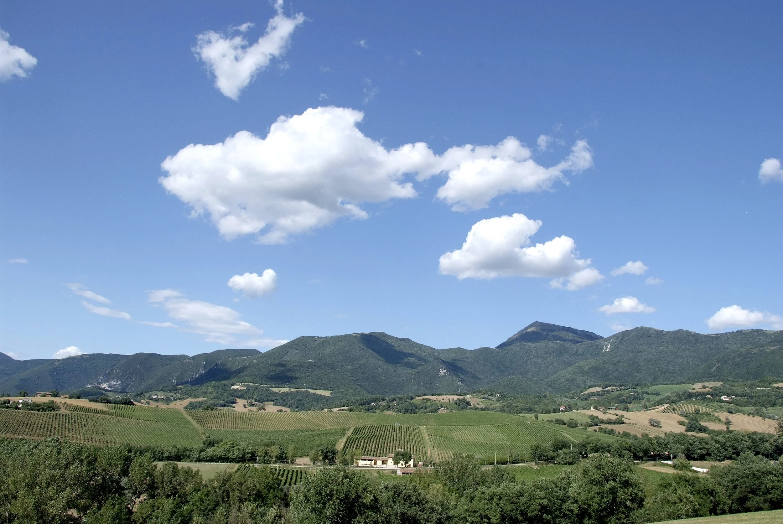 vigneti.JPG