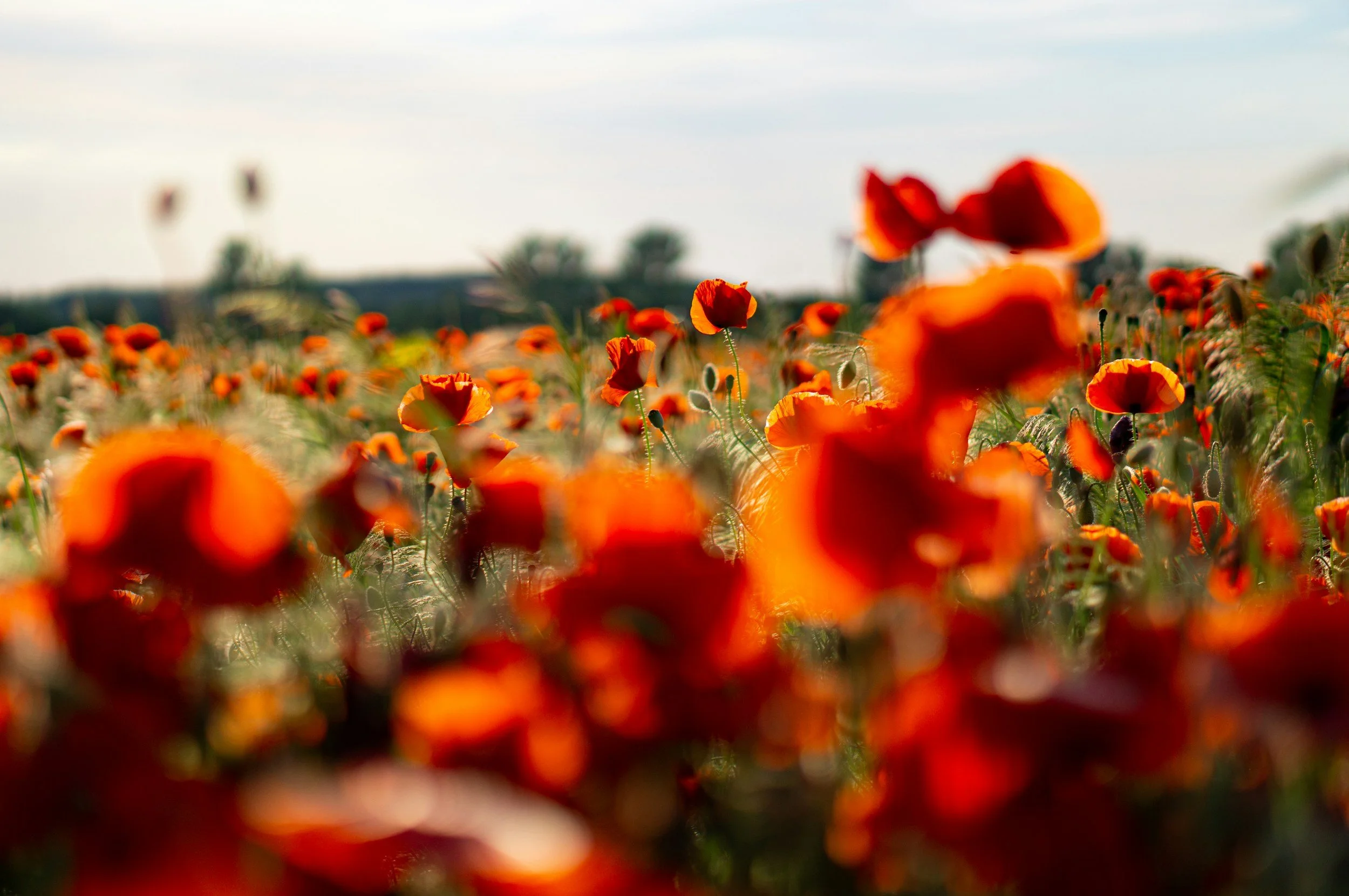 unsplash-image-TVadtexbOCE.jpg
