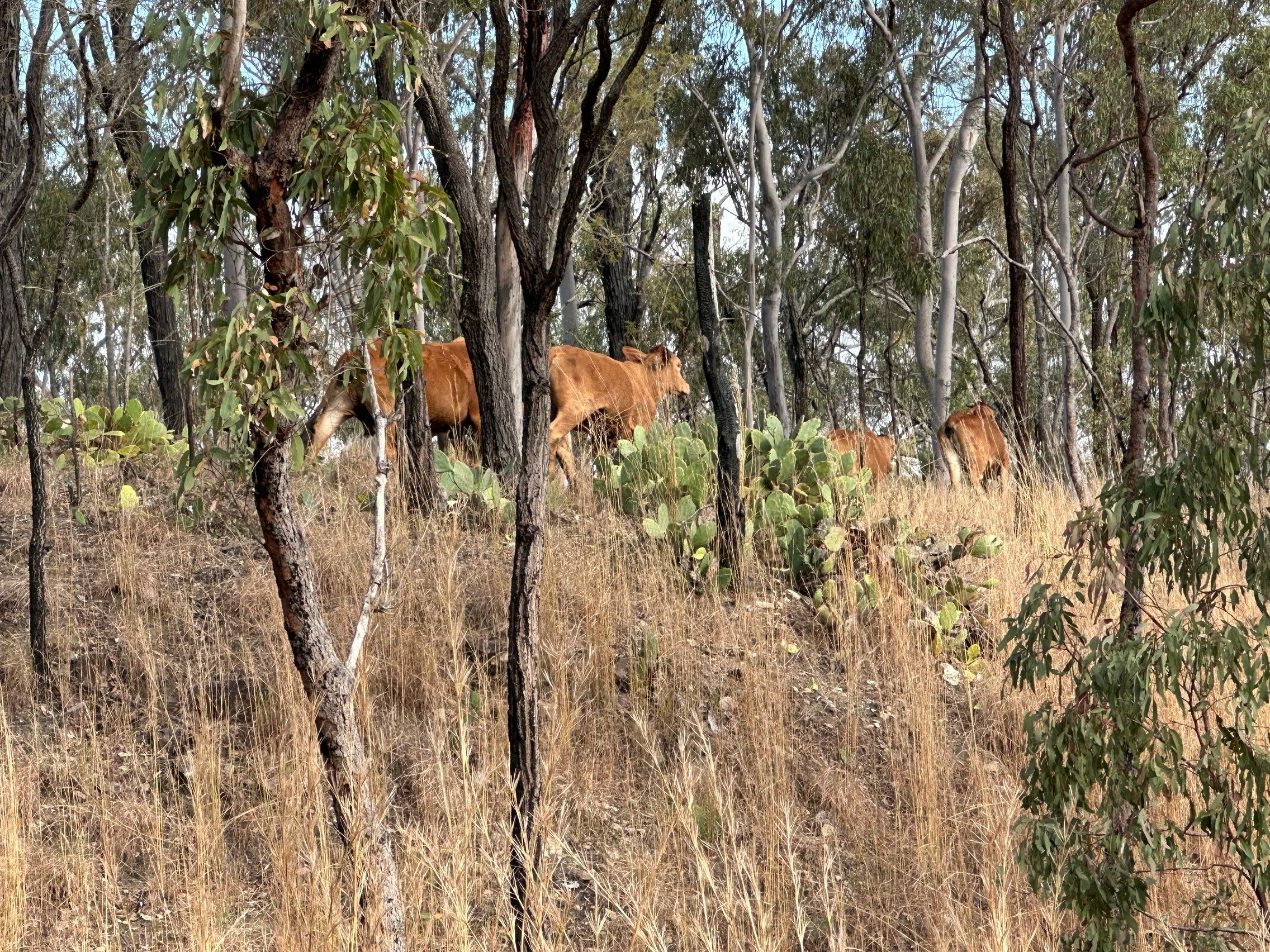 QLD Rail Trails Cycle Tour (8).JPG