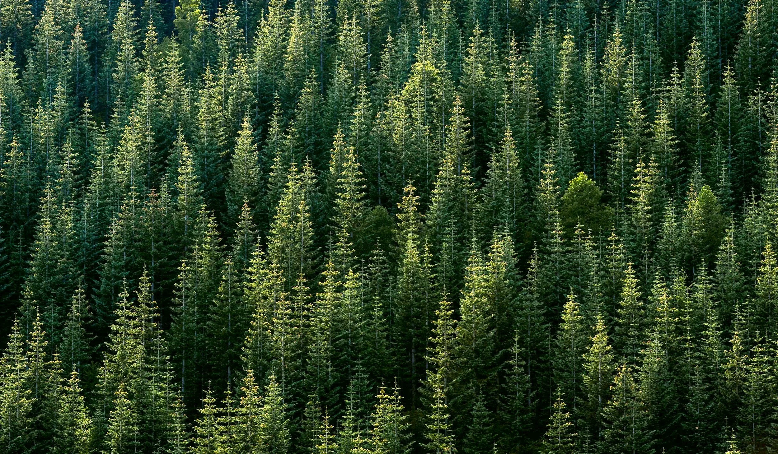 unsplash-image-50bzI1F6urA.jpg