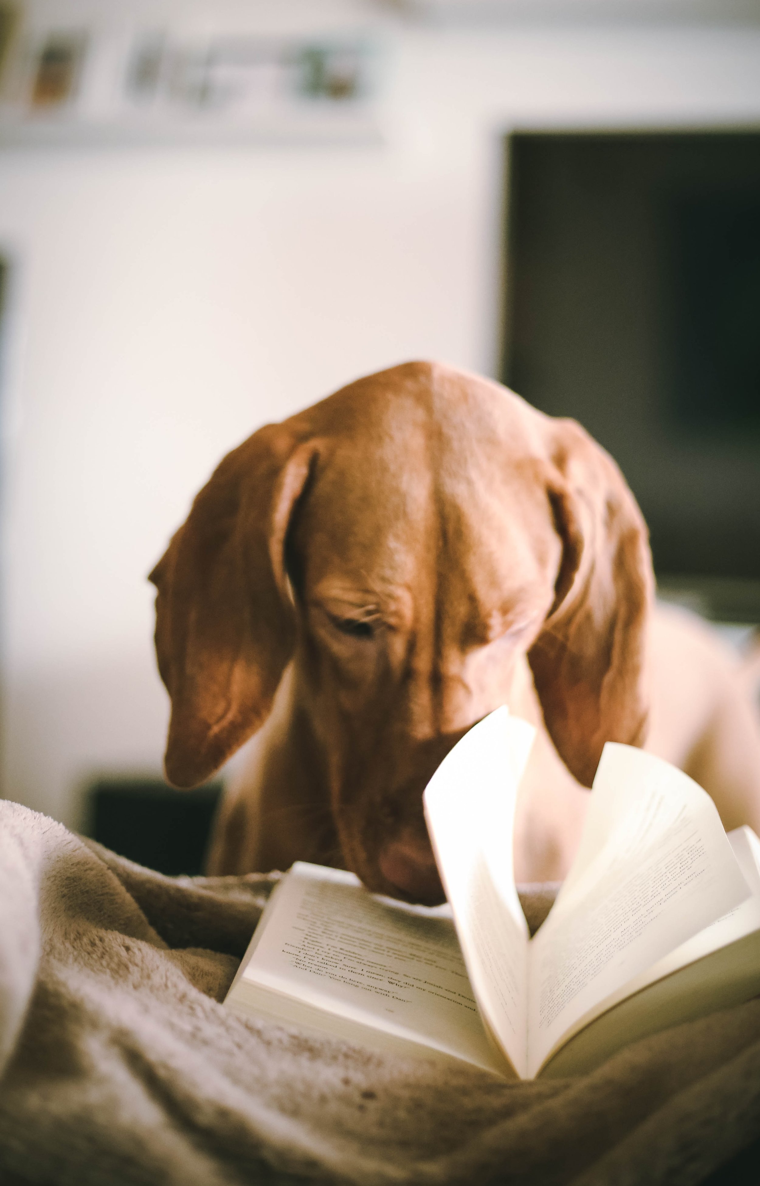 Dog with its nose in open book