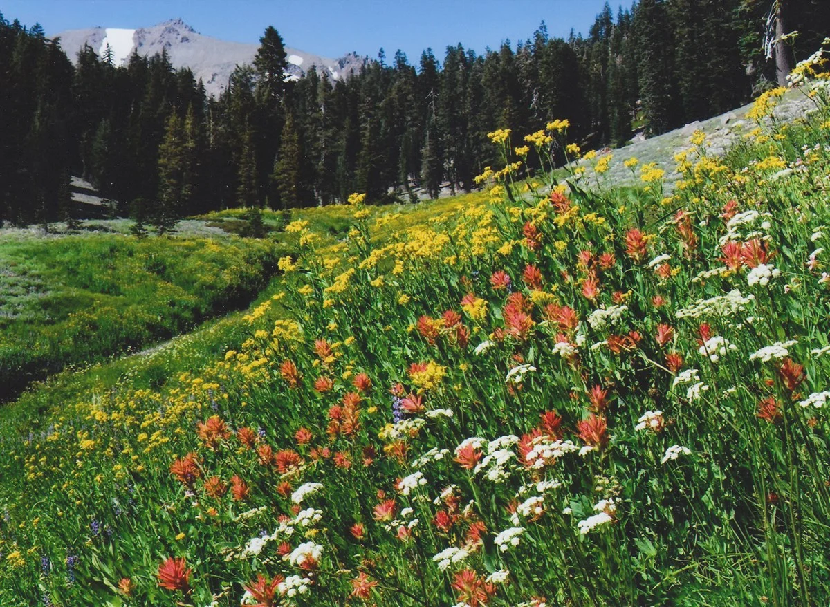 Wildflowers3.jpg