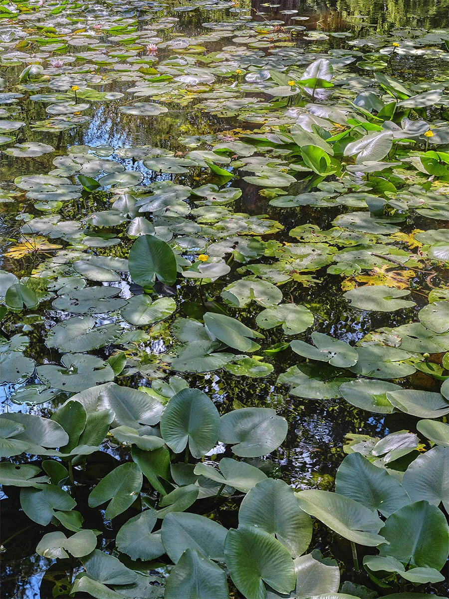 026 2020_6_599 1200.jpg