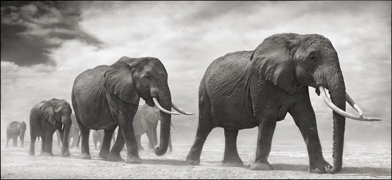 Photography by Nick Brandt