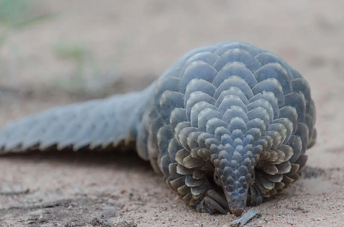 pangolin.jpg