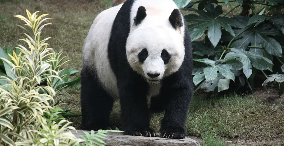 giant panda