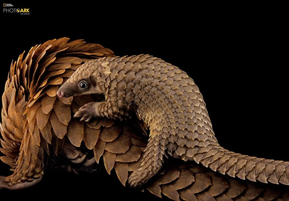 Photography by Joel Sartore