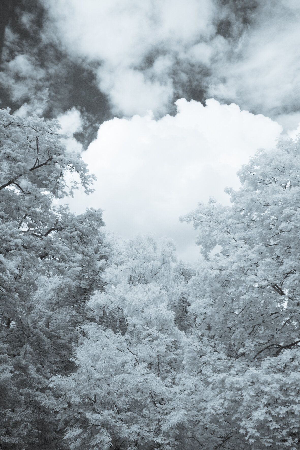 infrared_trees_clouds-3.jpg