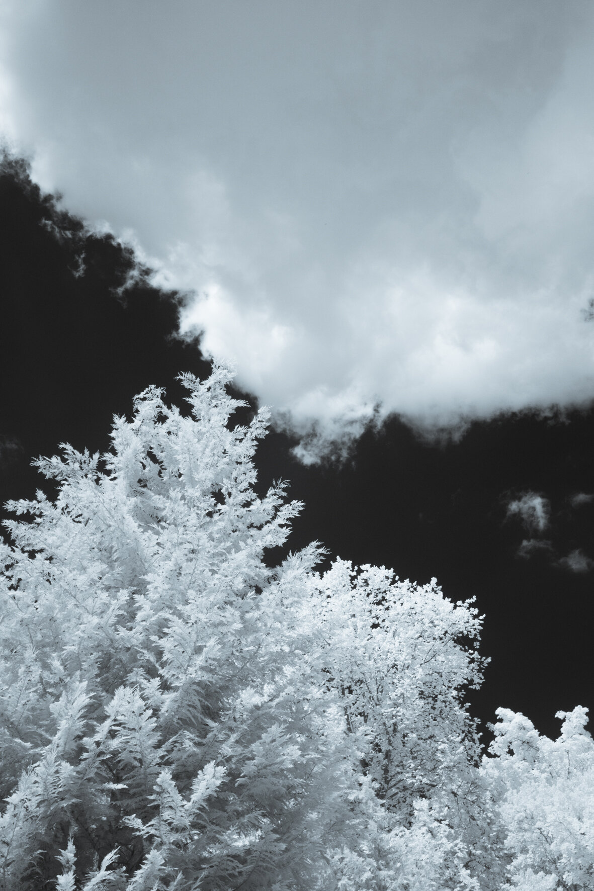 infrared_trees_clouds-4.jpg