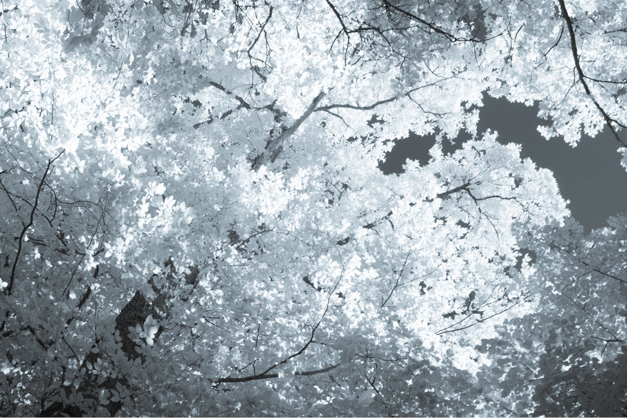 infrared_trees_clouds-11.jpg