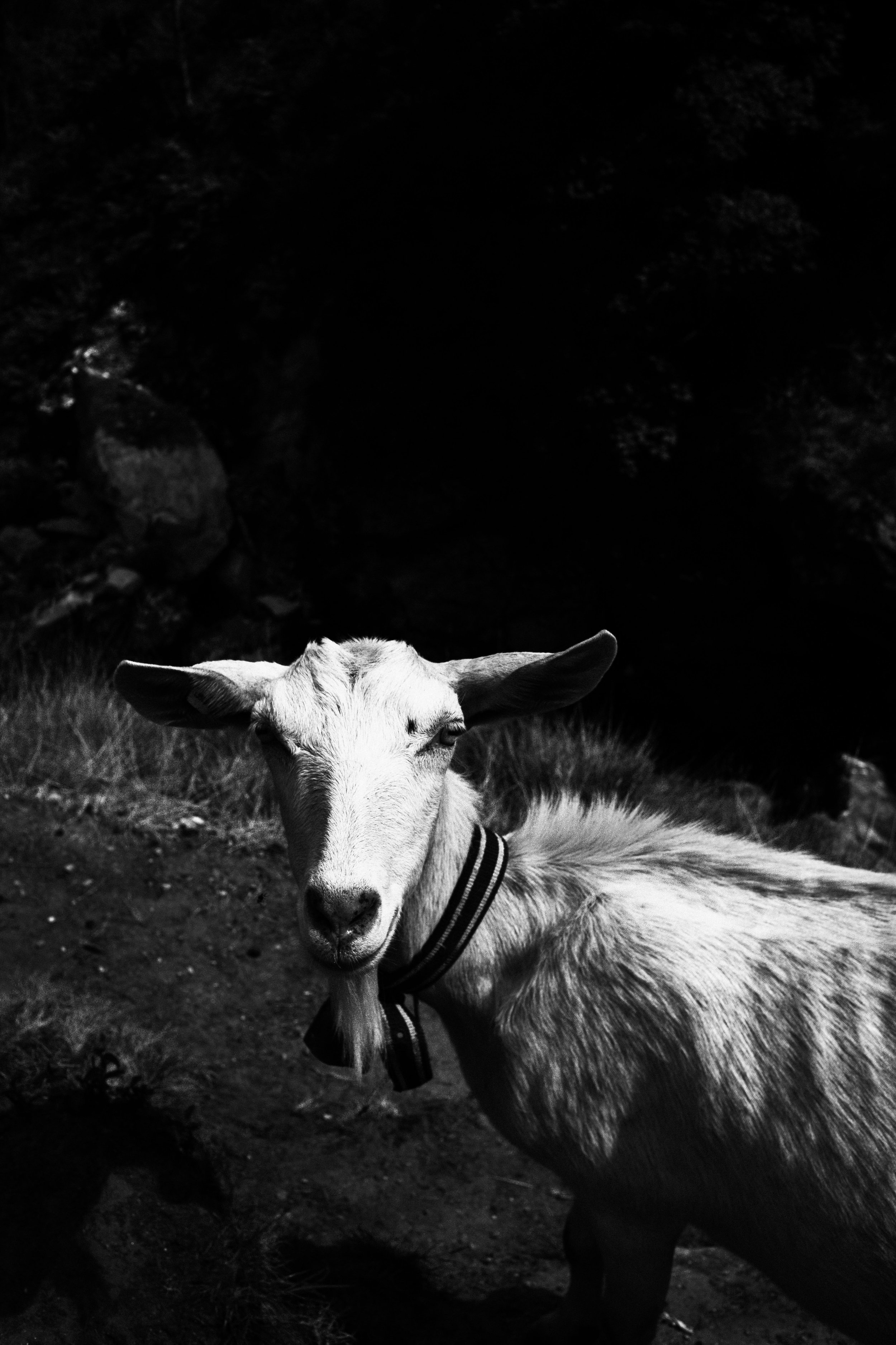 herrera_die_wilde_jagd_90.jpeg
