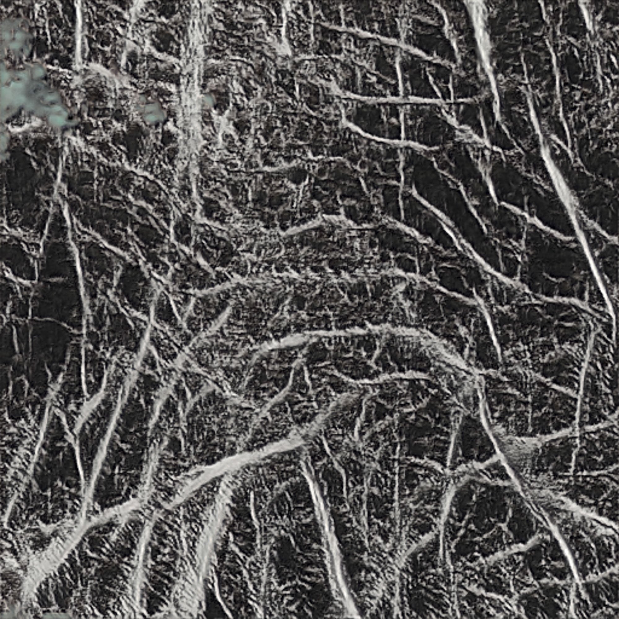 the_uncanny_forest-12.jpeg