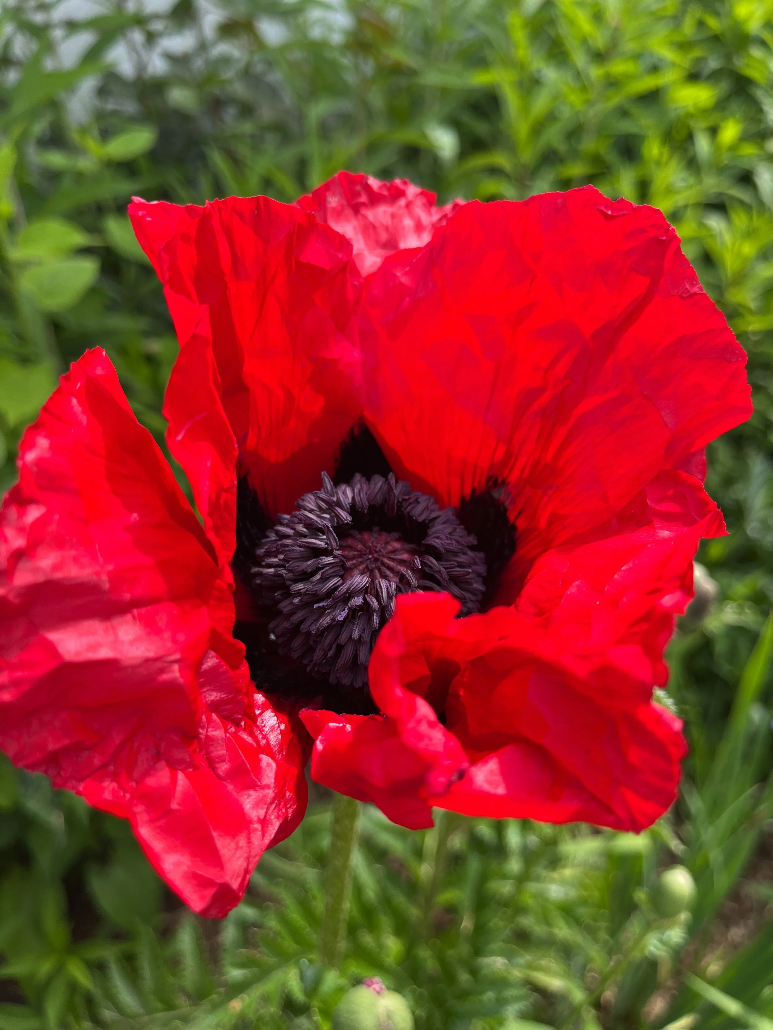 Red was our color of the day today after finding a gorgeous red poppy in our garden. With summer approaching, I&rsquo;m looking forward to spending more time creating with my boys. We added a little cardboard and bubblewrap to our printmaking process