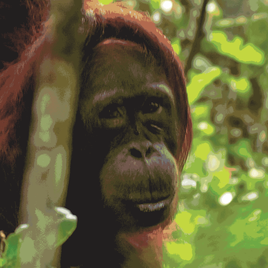 XR-Godalming-Pandemic-social-move-AW-orangutan-02.gif