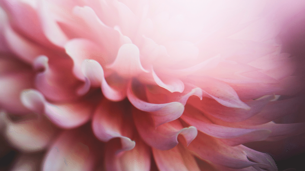 Fera_4.gif
