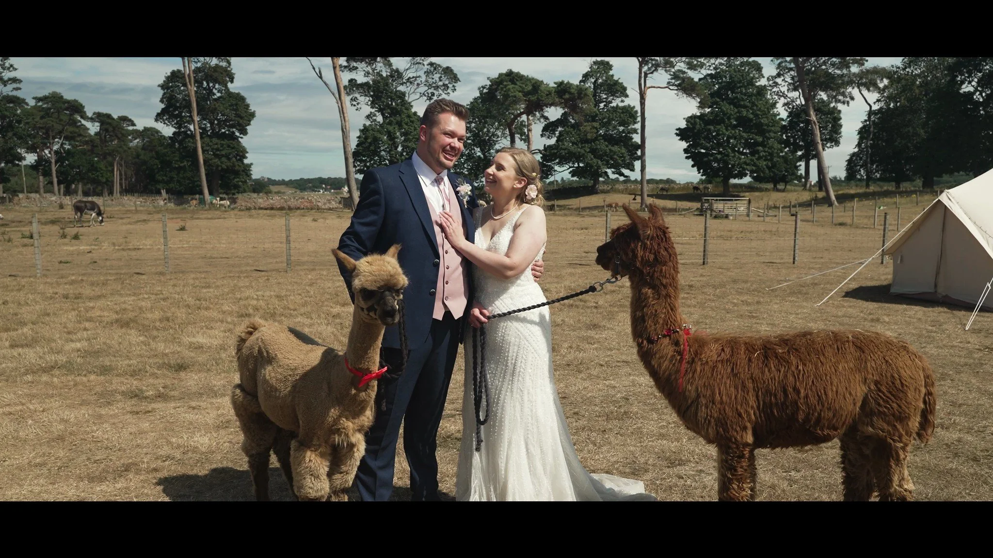 Hannah and David with two alpacas at John Muir Tipis