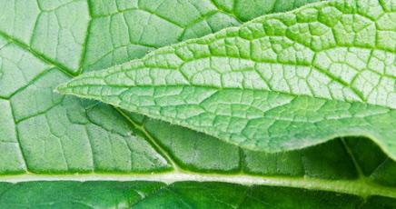 comfrey_large.jpg