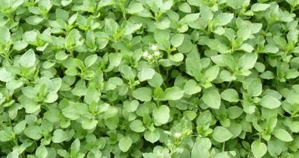 chickweed_large.jpg