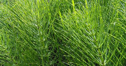 HORSETAIL_large.jpg