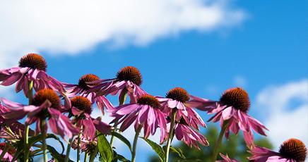 Echinacea_large.jpg