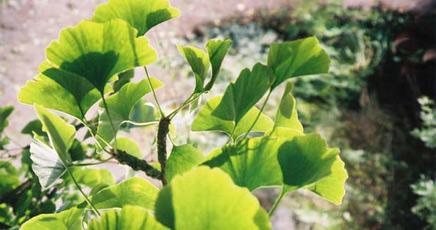 Ginkgo_large.jpg